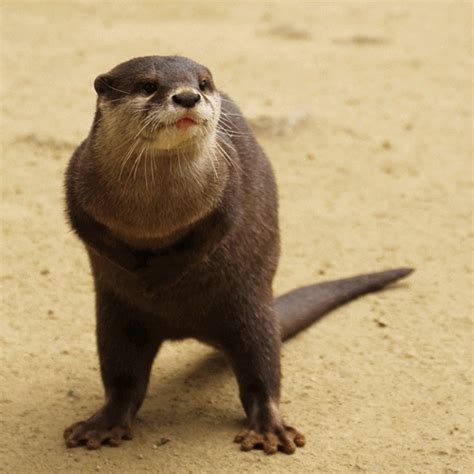 Upload your own GIFs With Tenor, maker of GIF Keyboard, add popular Happy Otter animated GIFs to your conversations. . Otter gif
